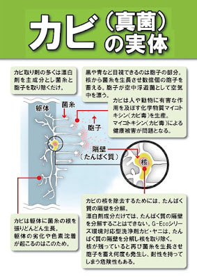 カビの実体