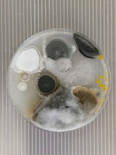 環境衛生チェック実験結果