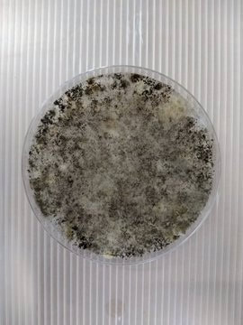  クモノスカビ　G-Ecoカビ・ヤニ