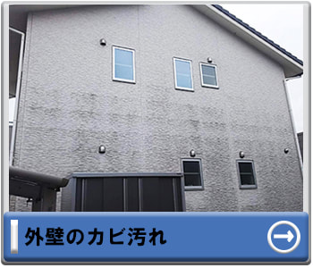 外壁のカビ汚れ