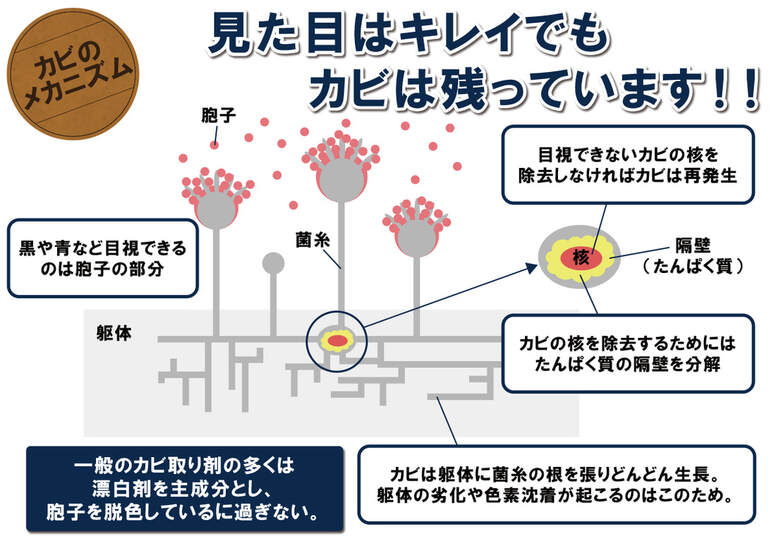 カビのメカニズム
