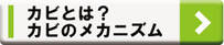 カビとは？カビのメカニズム